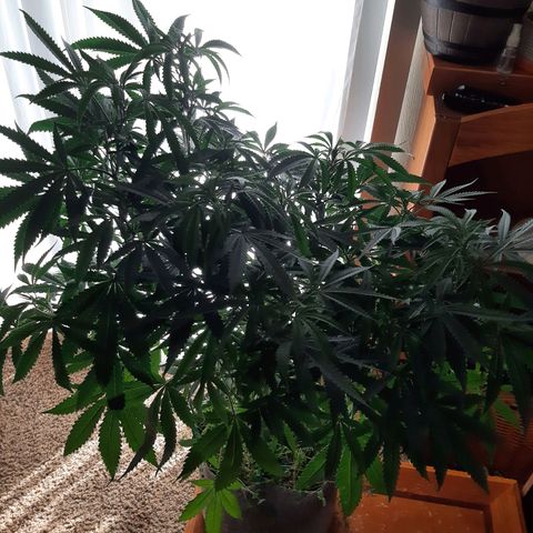 Ice growlog timeline photo