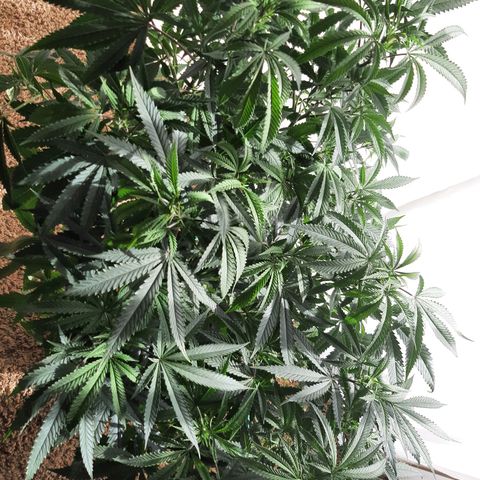 Ice growlog timeline photo