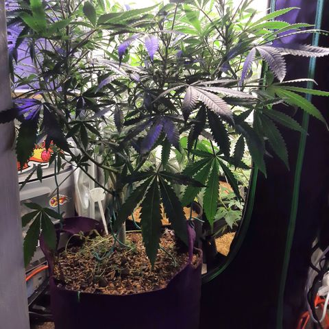 Ice growlog timeline photo