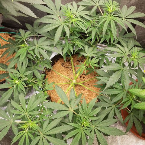 Aurora Indica growlog timeline photo