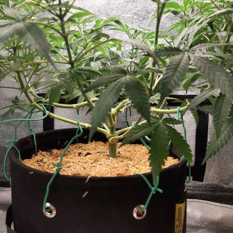 Aurora Indica growlog timeline photo