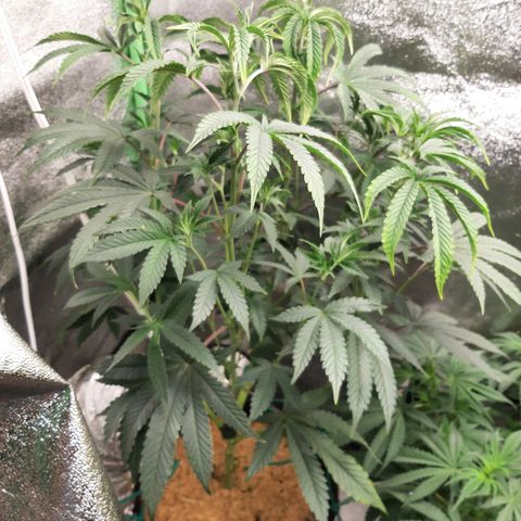 Unicorn Rainbows growlog timeline photo