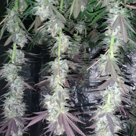 PBJ x vanilla sunbreath  growlog timeline photo