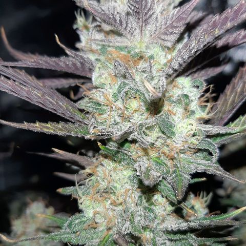PBJ x vanilla sunbreath  growlog timeline photo