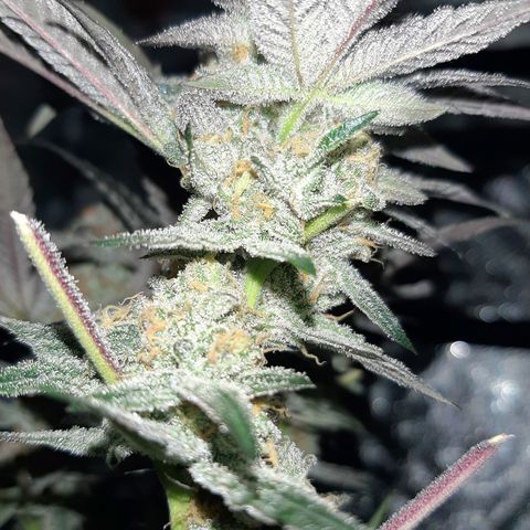 PBJ x vanilla sunbreath  growlog timeline photo