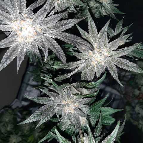 Rainbow Sherblato #41 growlog timeline photo
