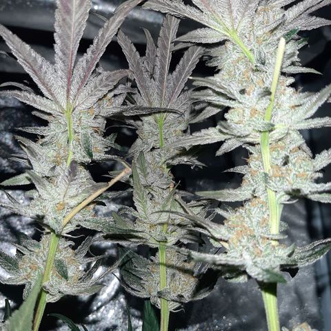 Rainbow Sherblato #41 growlog timeline photo