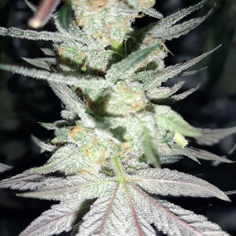 Rainbow Sherblato #41 growlog timeline photo