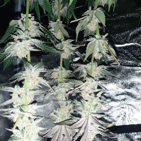 Rainbow Sherblato #41 growlog timeline photo
