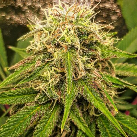 Violet Kush growlog timeline photo