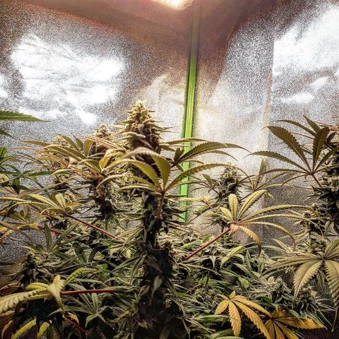 Ethereal growlog timeline photo