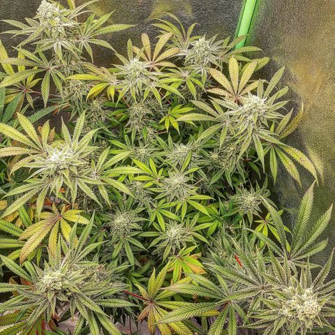 Ethereal growlog timeline photo