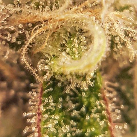 Ethereal growlog timeline photo