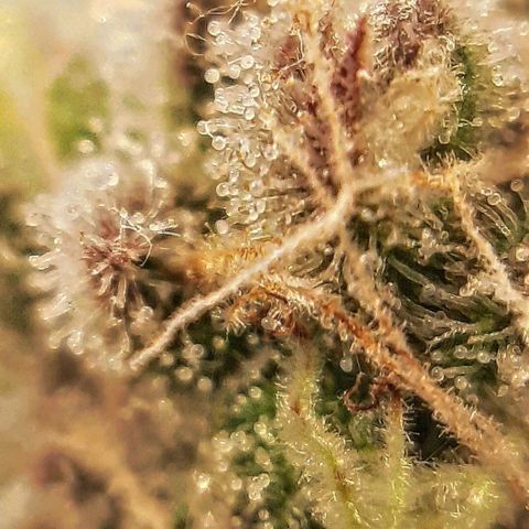 Ethereal growlog timeline photo