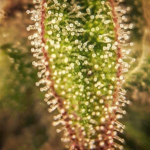 Ethereal growlog timeline photo