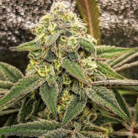 Ethereal growlog timeline photo