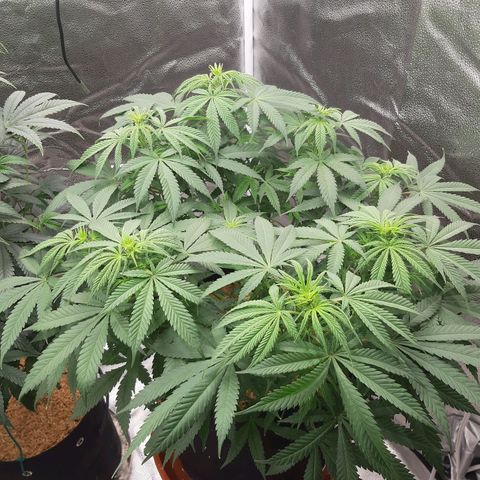 Aurora Indica growlog timeline photo