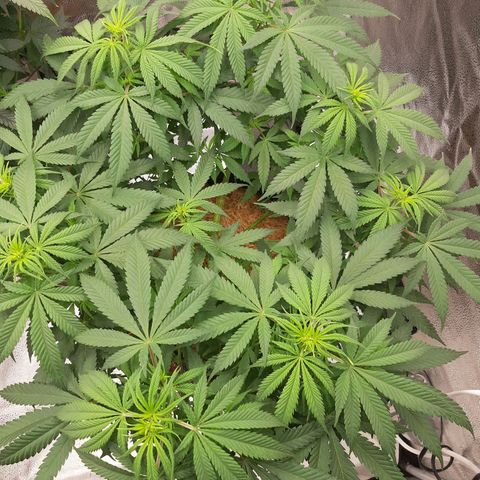 Aurora Indica growlog timeline photo