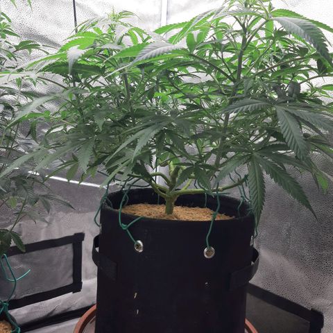 Aurora Indica growlog timeline photo