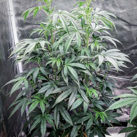 Unicorn Rainbows growlog timeline photo