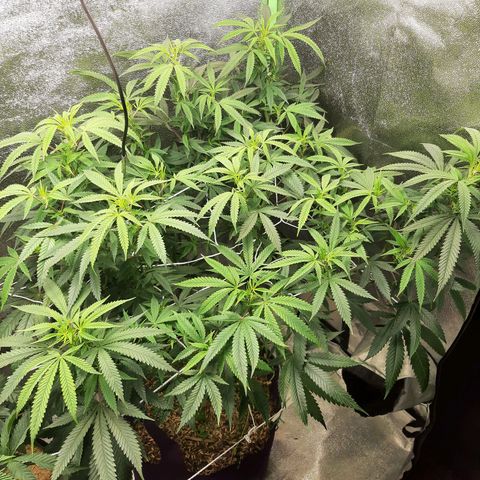 Ice growlog timeline photo