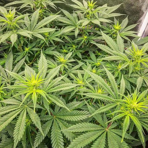 Aurora Indica growlog timeline photo