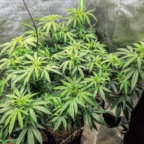 Ice growlog timeline photo