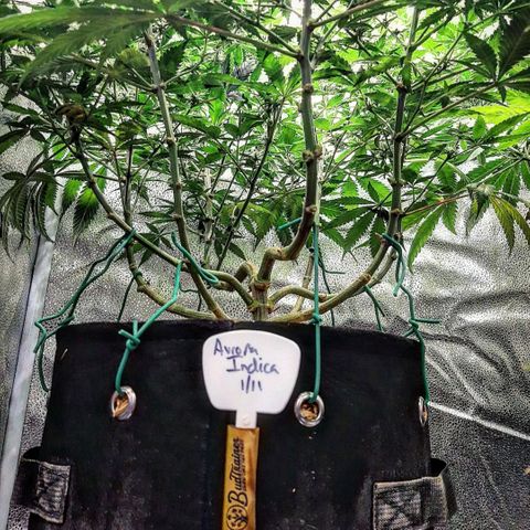 Aurora Indica growlog timeline photo