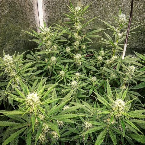 Aurora Indica growlog timeline photo