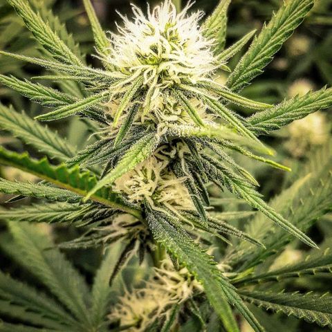 Aurora Indica growlog timeline photo