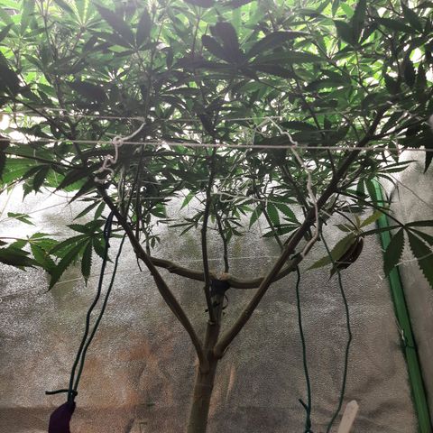 Ice growlog timeline photo