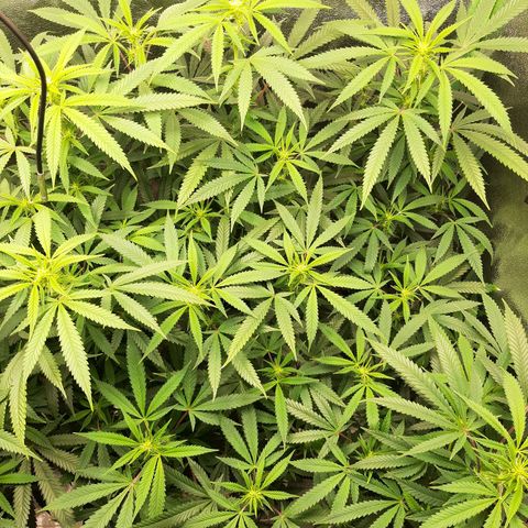 Ice growlog timeline photo