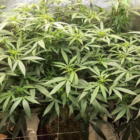 Ice growlog timeline photo