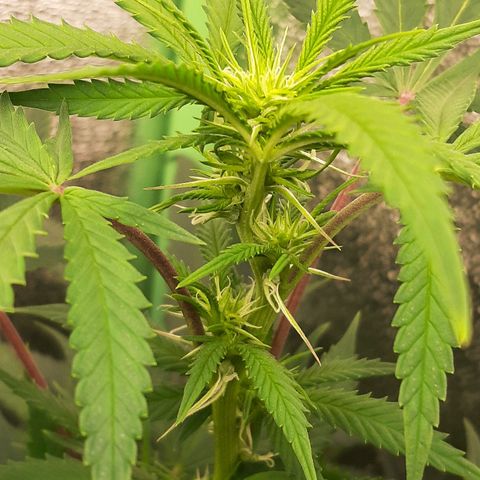 Ice growlog timeline photo