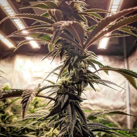 Unicorn Rainbows growlog timeline photo