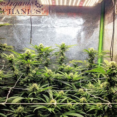 Ice growlog timeline photo