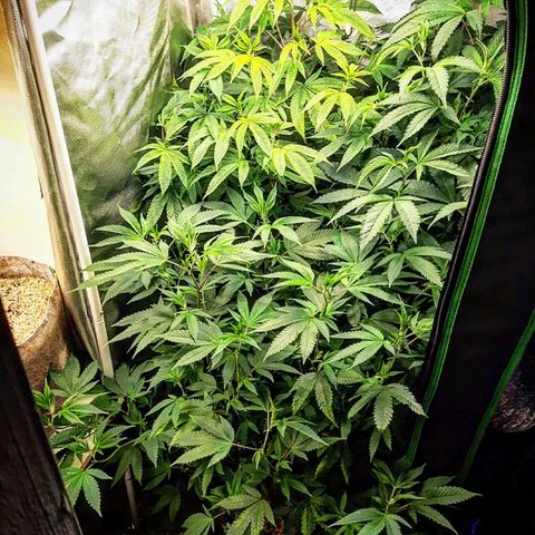 Pugs Breath growlog timeline photo