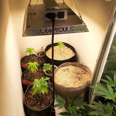 Pugs Breath growlog timeline photo