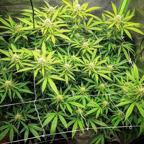 Ice growlog timeline photo