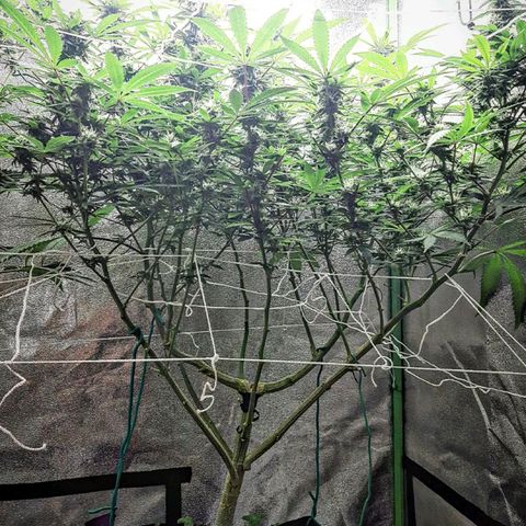 Ice growlog timeline photo