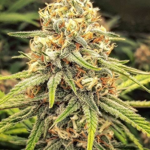 Aurora Indica growlog timeline photo