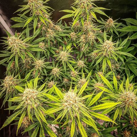Aurora Indica growlog timeline photo