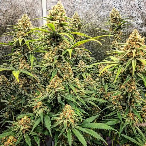 Aurora Indica growlog timeline photo