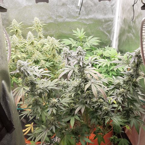 Unicorn Rainbows growlog timeline photo