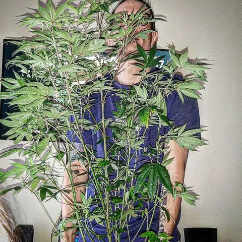 Pugs Breath growlog timeline photo
