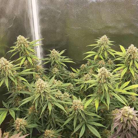 Aurora Indica growlog timeline photo