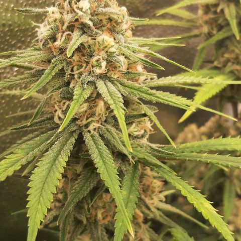 Aurora Indica growlog timeline photo