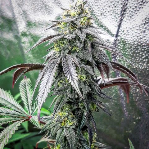 Unicorn Rainbows growlog timeline photo