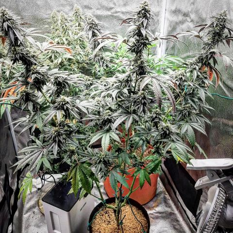 Unicorn Rainbows growlog timeline photo
