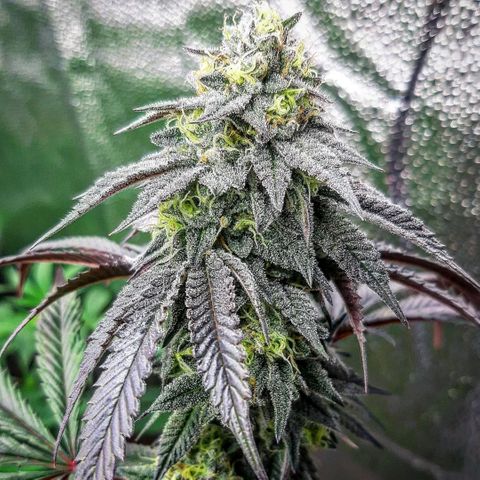 Unicorn Rainbows growlog timeline photo